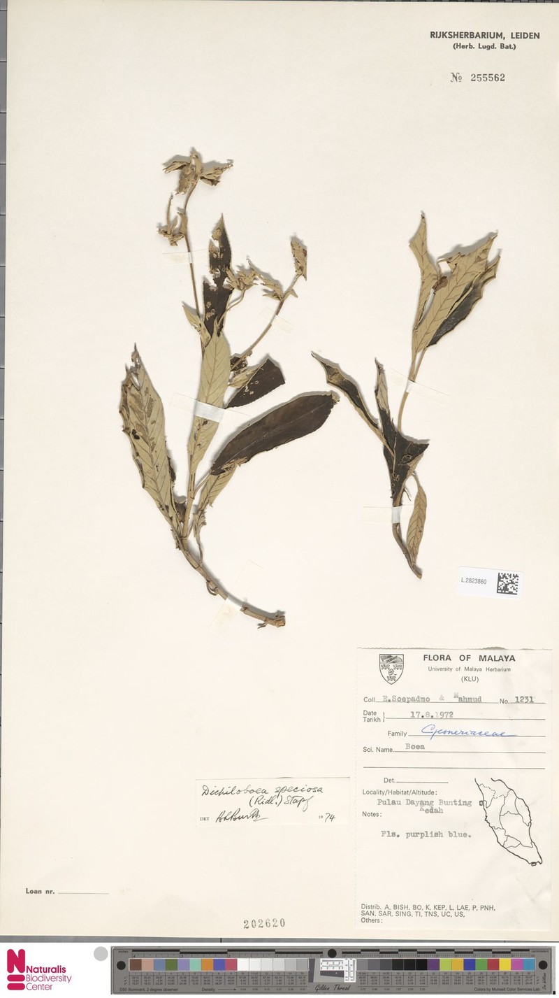 Paraboea barnettiae photo 2