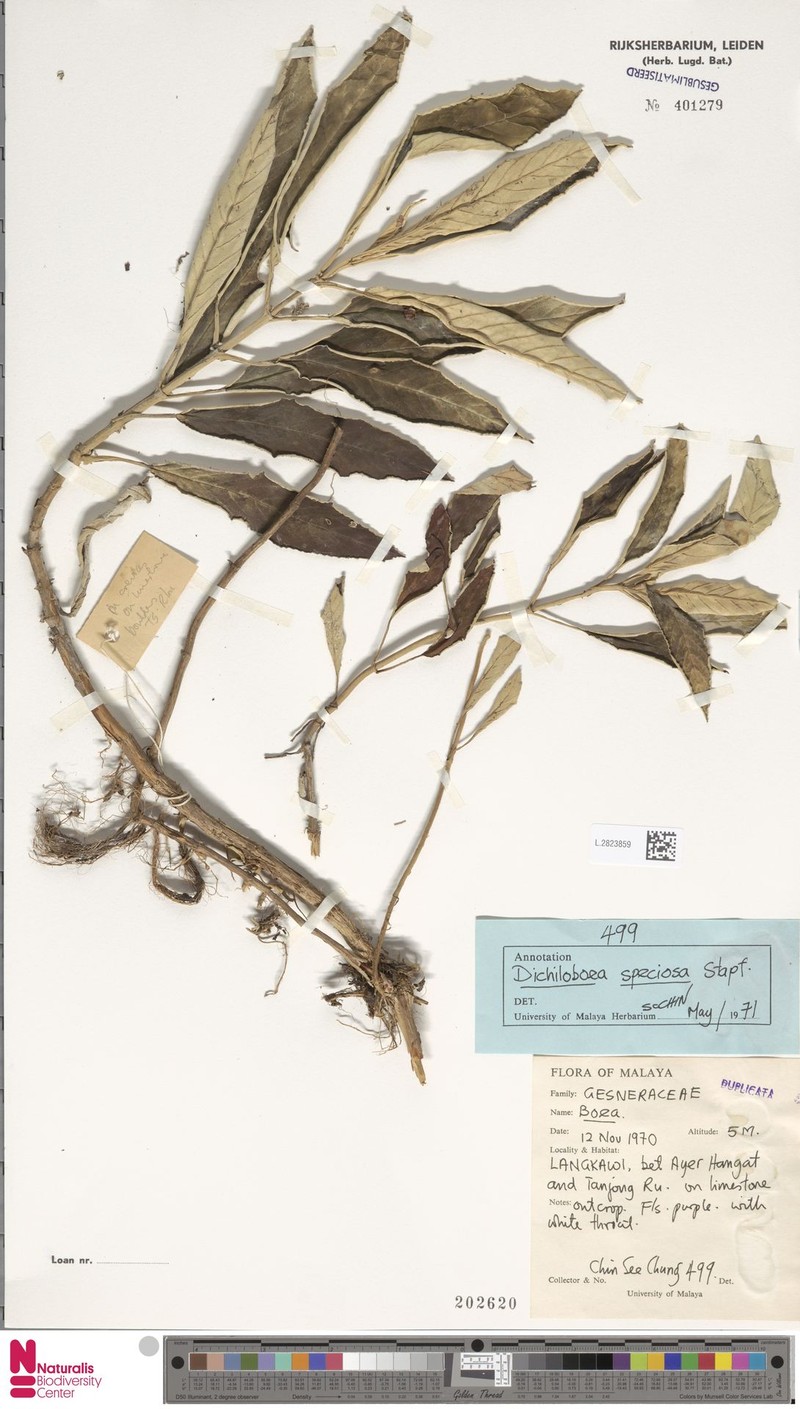 Paraboea barnettiae photo 3