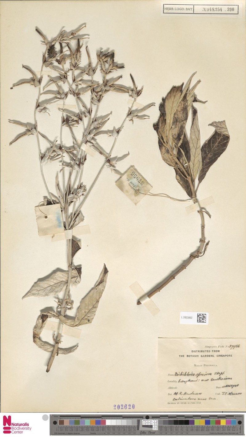 Paraboea barnettiae photo 4