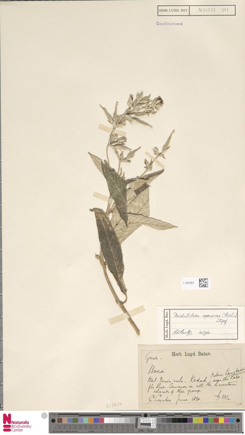 Paraboea barnettiae photo 5