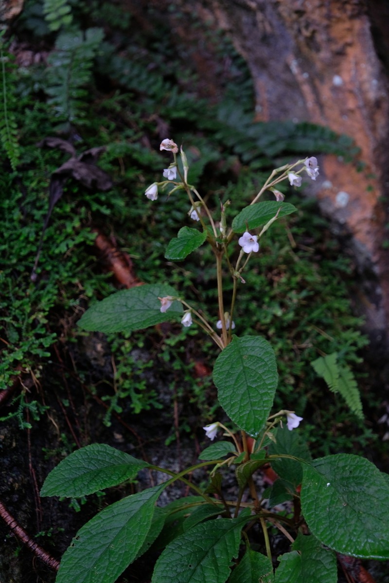 Paraboea birmanica
