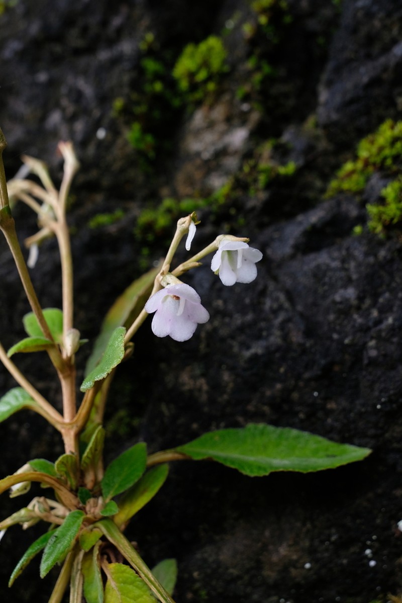 Paraboea birmanica photo 2