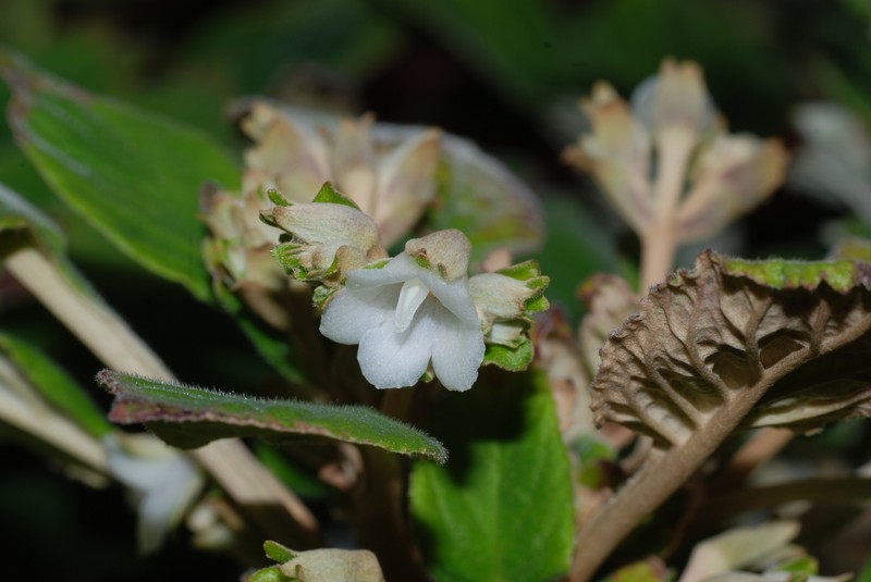 Paraboea birmanica photo 3