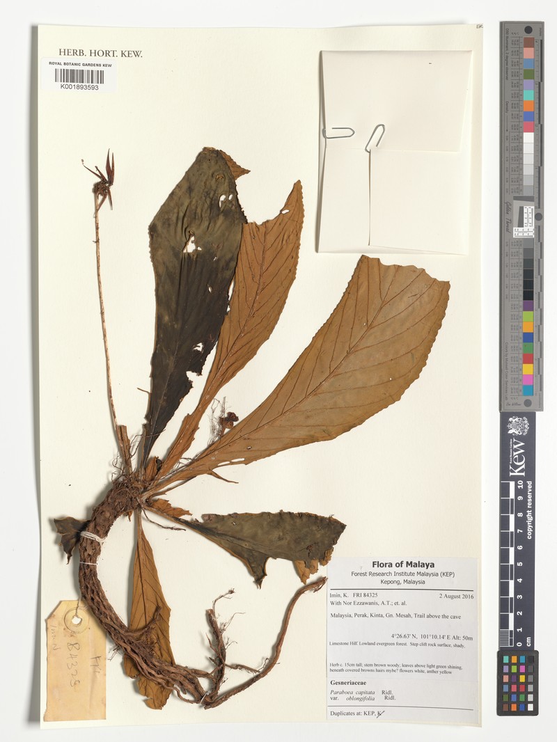 Paraboea capitata var. oblongifolia