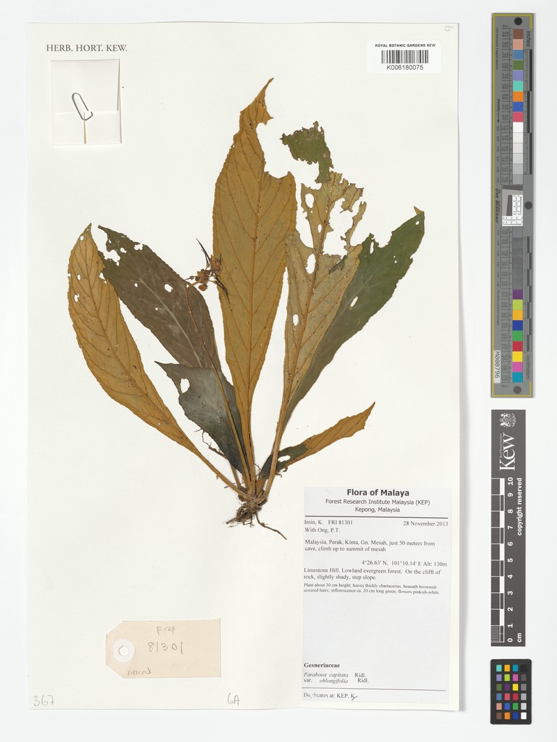 Paraboea capitata var. oblongifolia photo 2