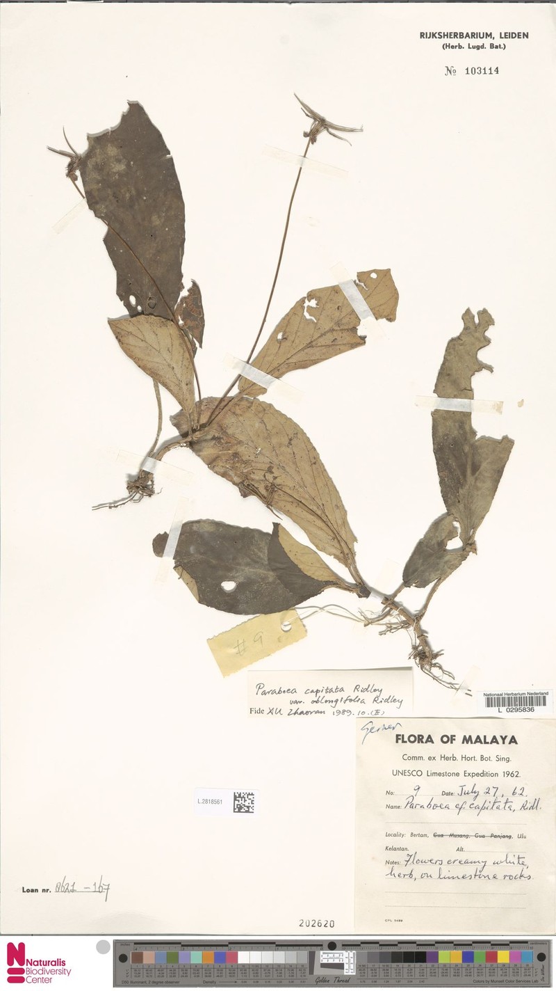 Paraboea capitata var. oblongifolia photo 3