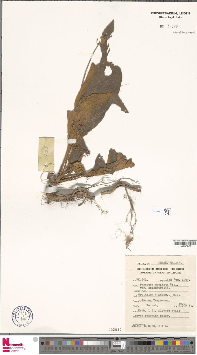 Paraboea capitata var. oblongifolia photo 4