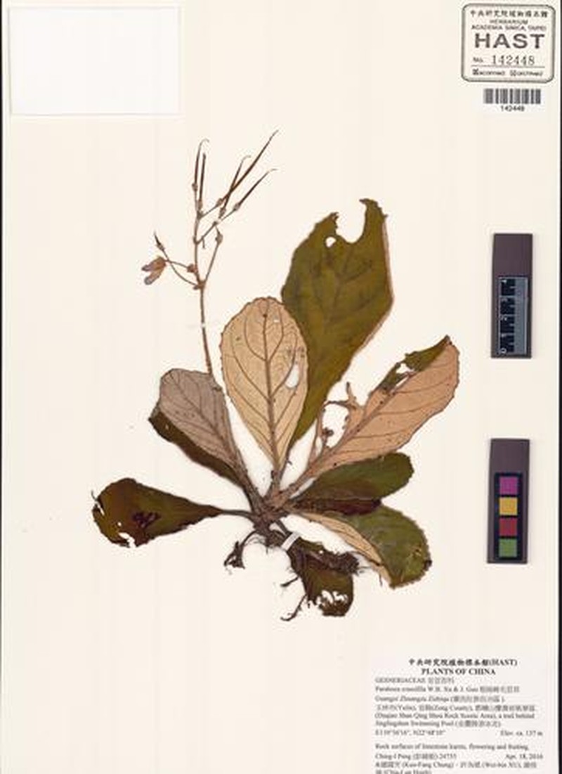 Paraboea crassifila