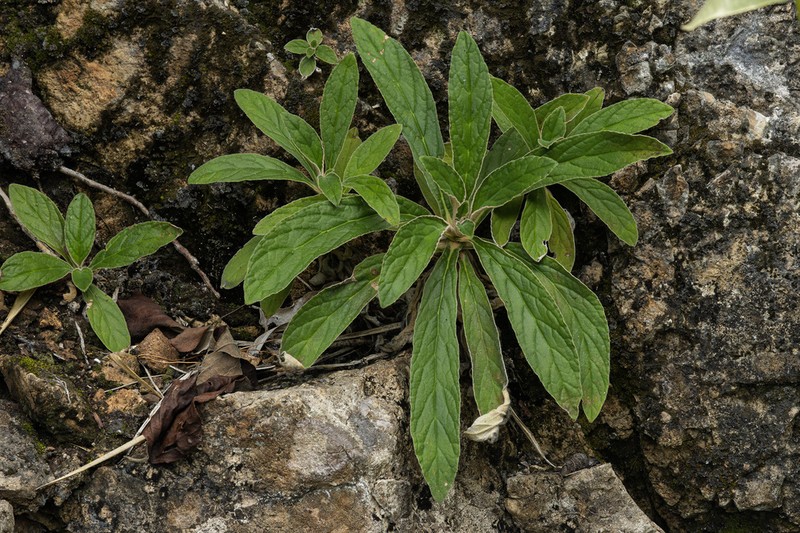 Paraboea fimbriata
