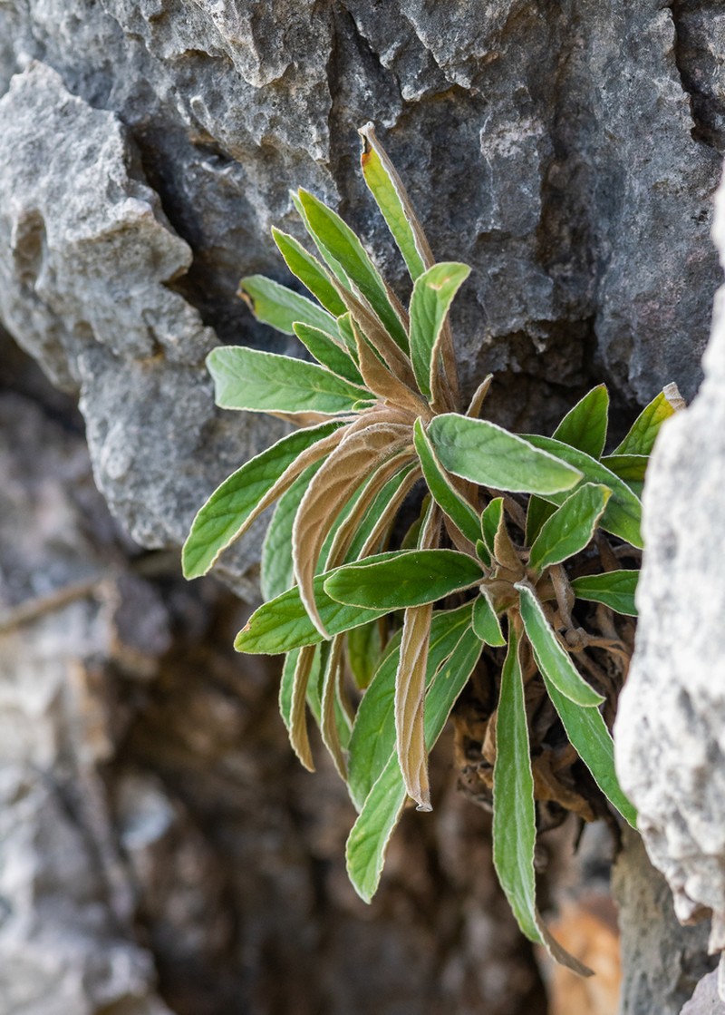 Paraboea fimbriata photo 2