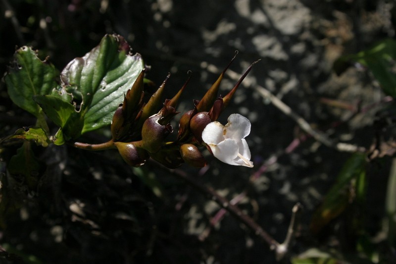 Paraboea glabrescens