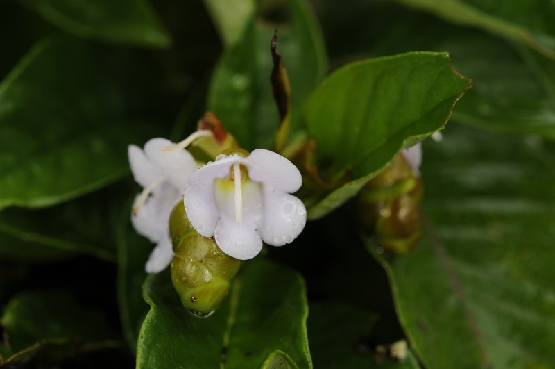Paraboea glabrescens photo 2