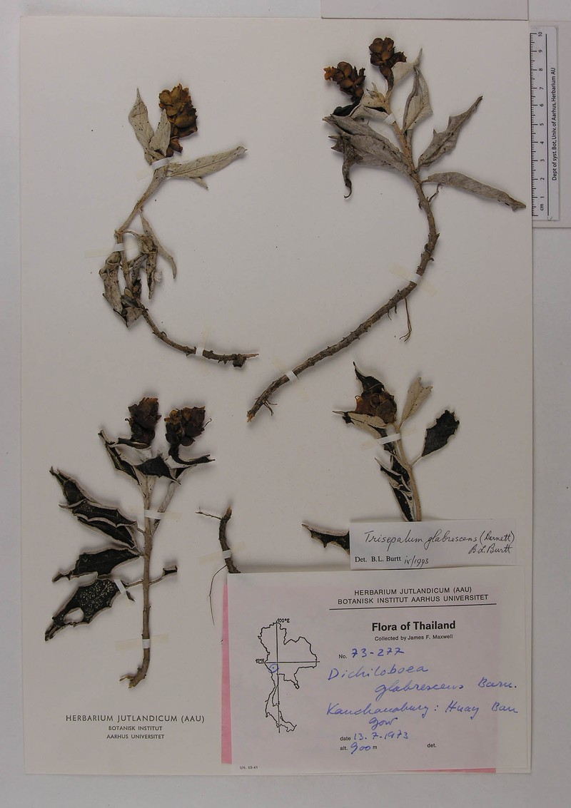 Paraboea glabrescens photo 3