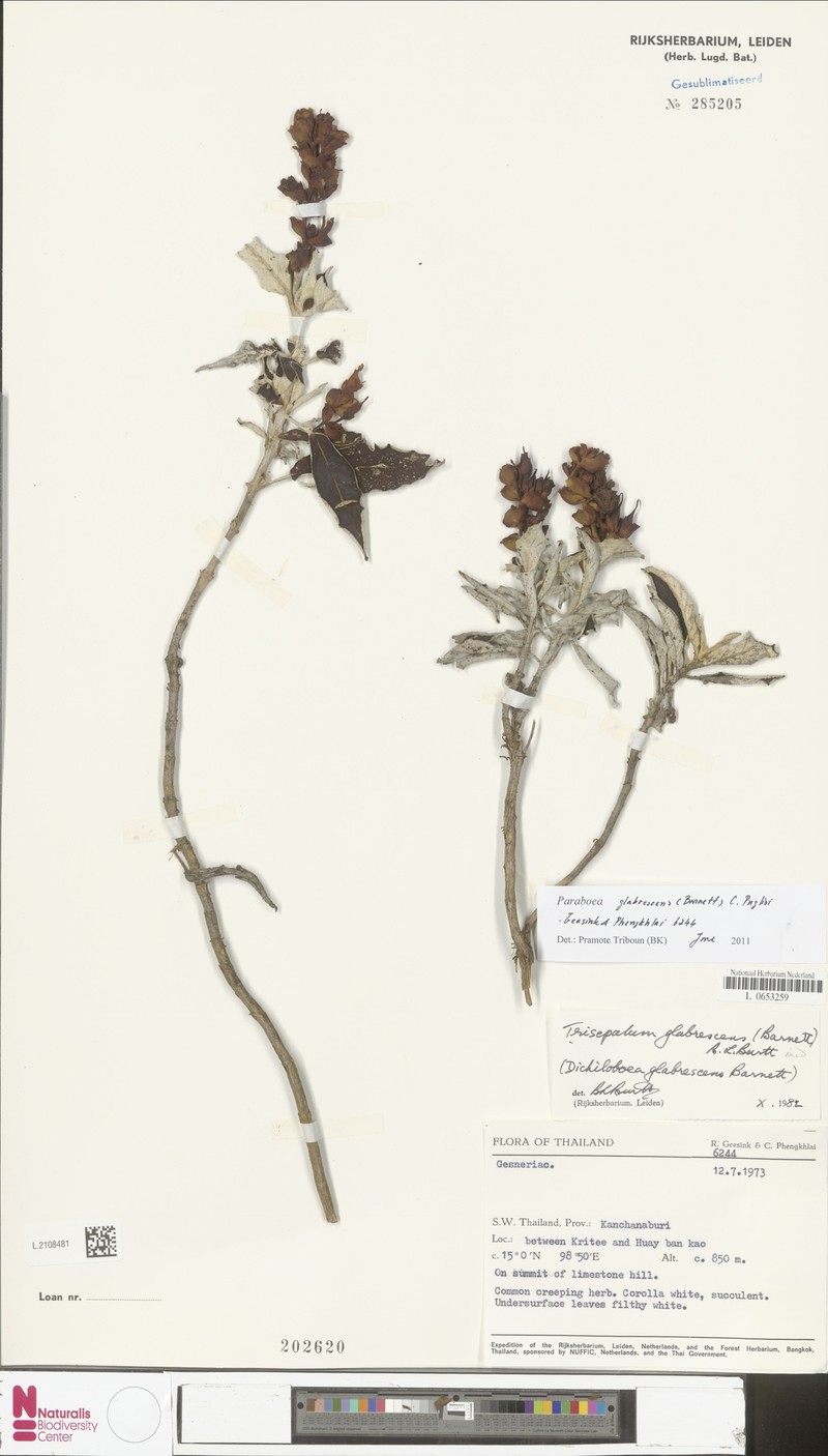 Paraboea glabrescens photo 4