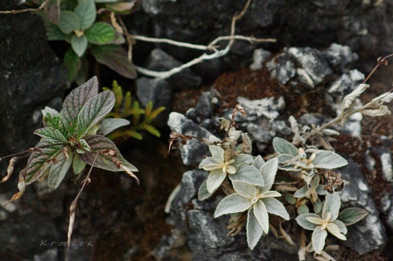 Paraboea glandulifera photo 3