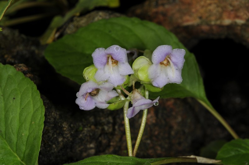 Paraboea longipetiolata