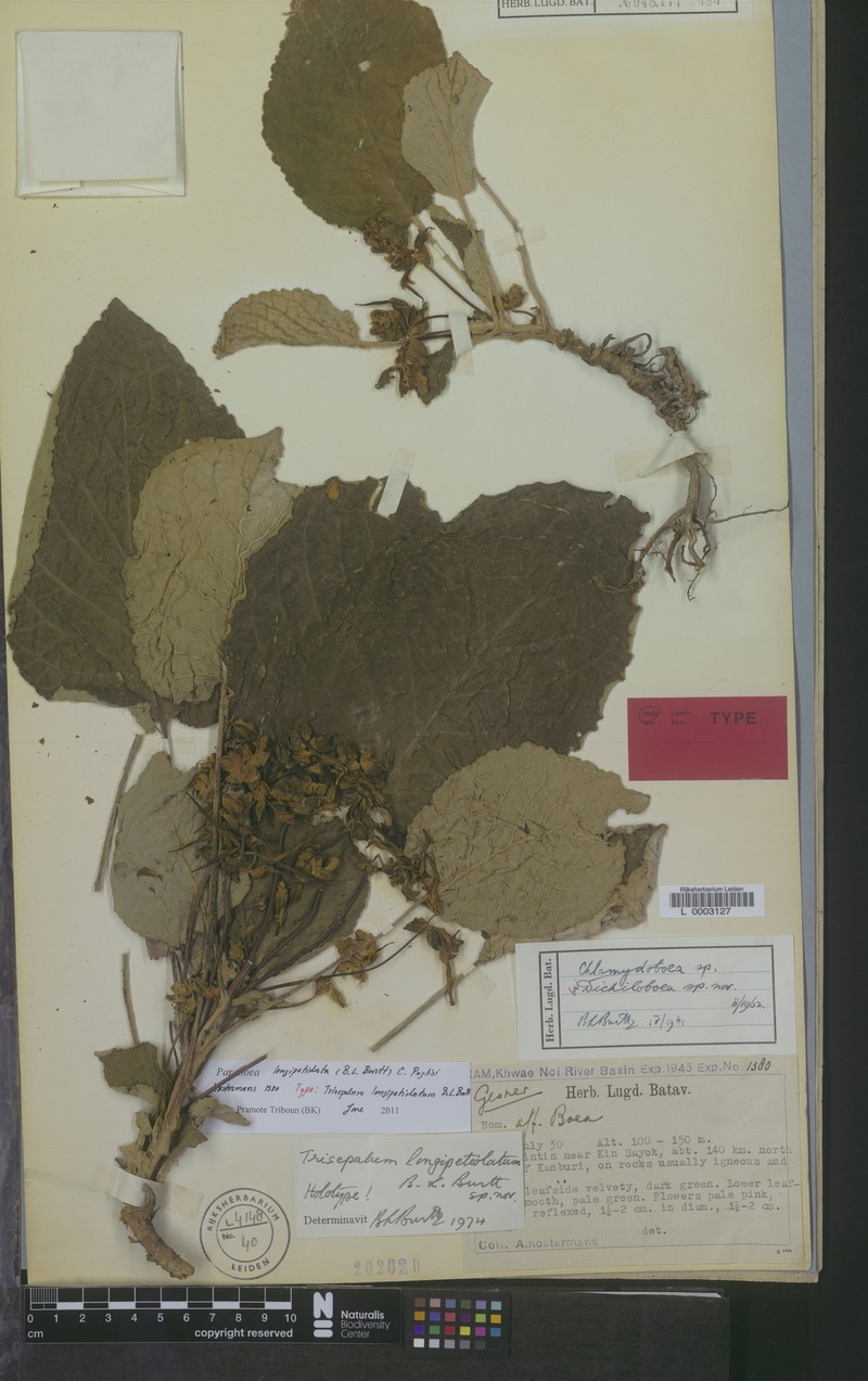 Paraboea longipetiolata photo 2
