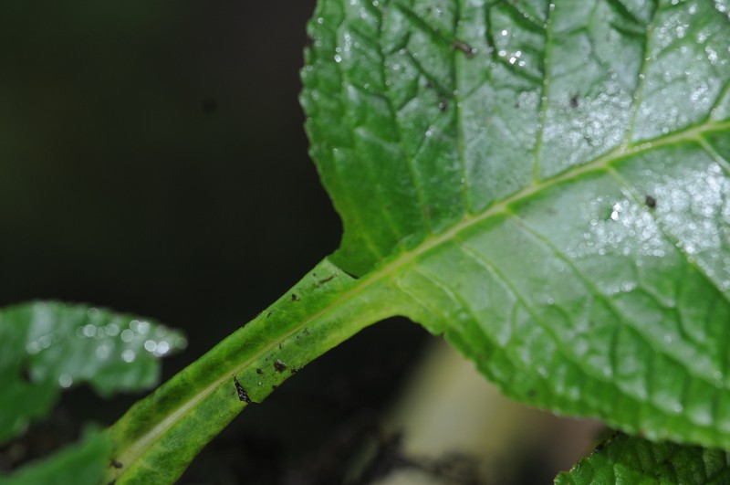 Paraboea maculata