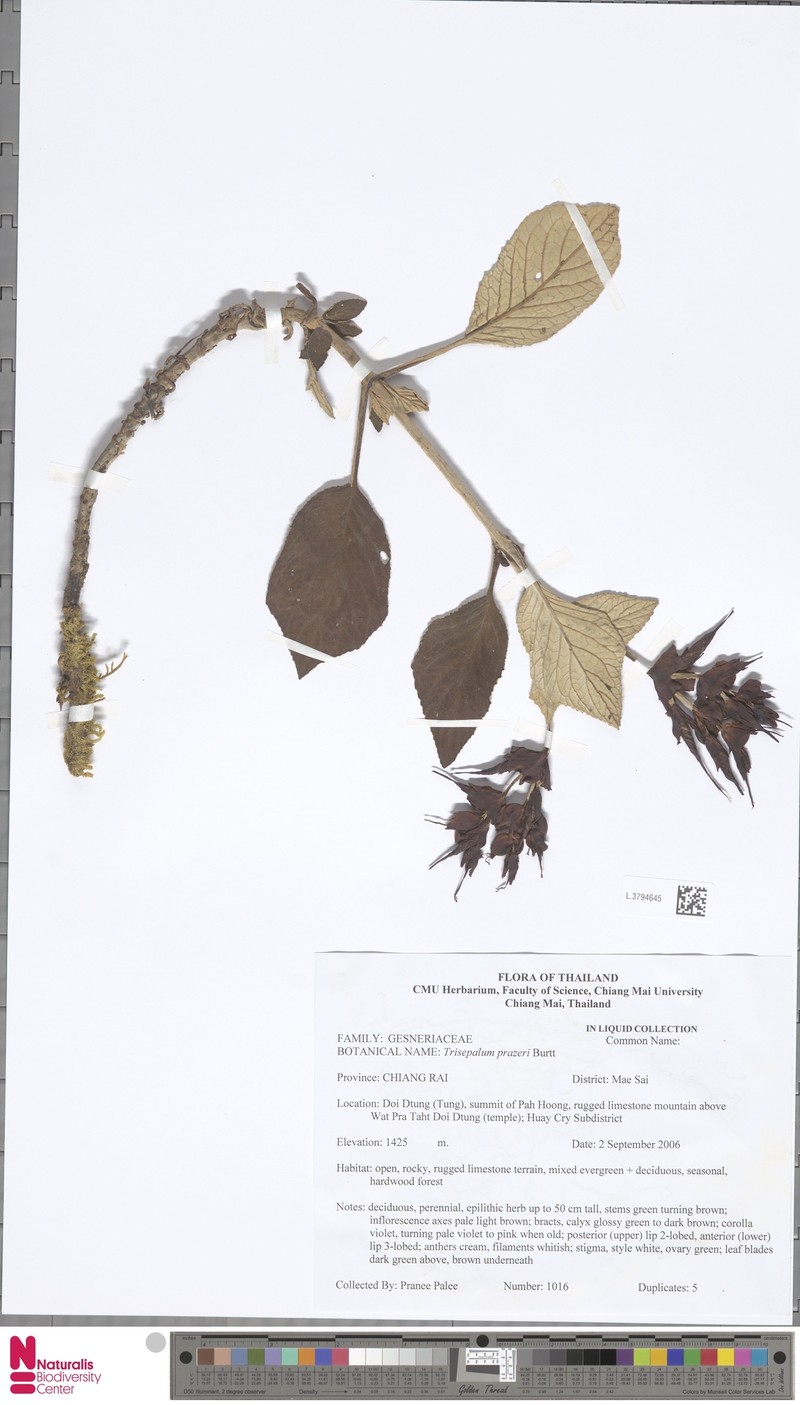 Paraboea prazeri