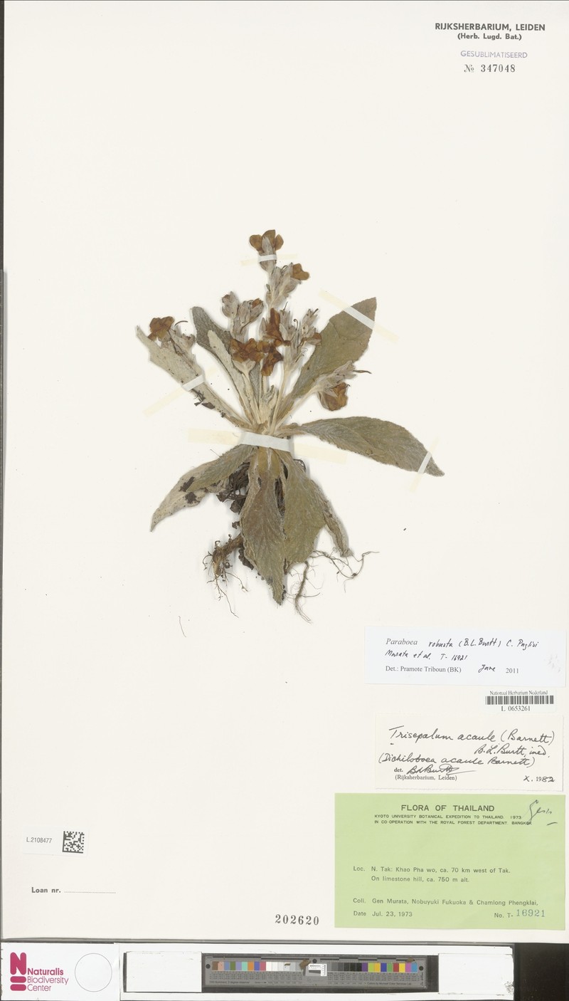 Paraboea robusta