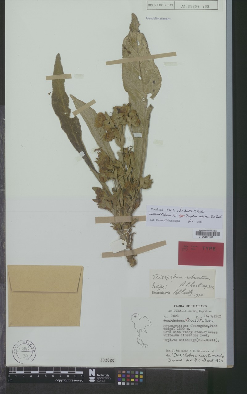 Paraboea robusta photo 2