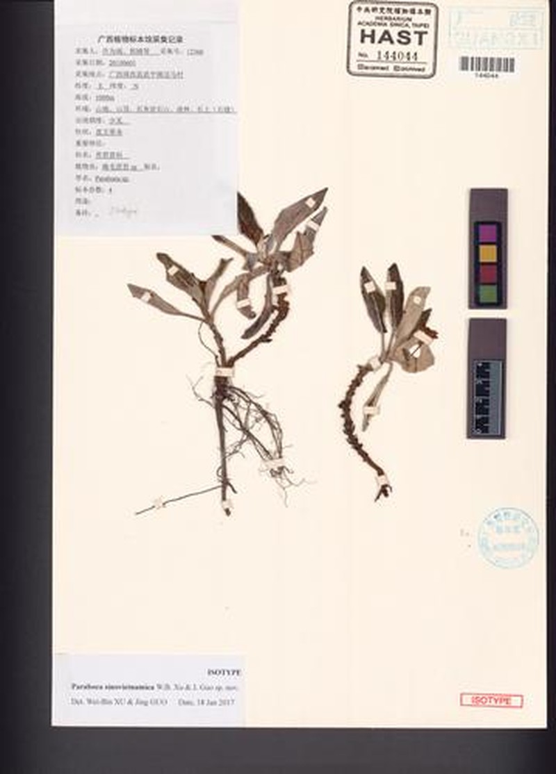 Paraboea sinovietnamica