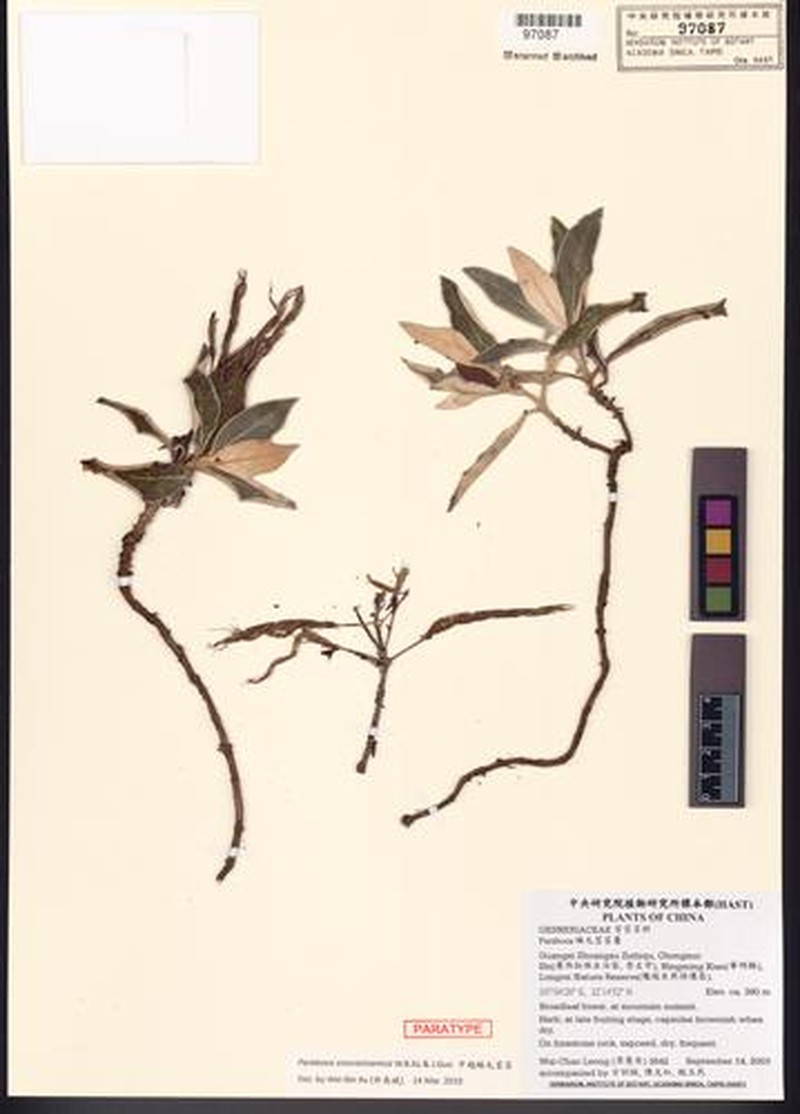 Paraboea sinovietnamica photo 2
