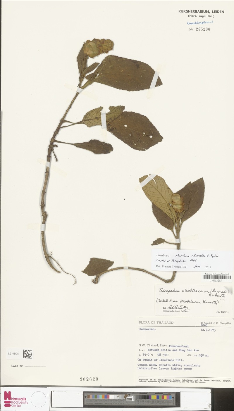 Paraboea strobilacea