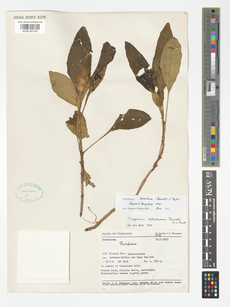 Paraboea strobilacea photo 2
