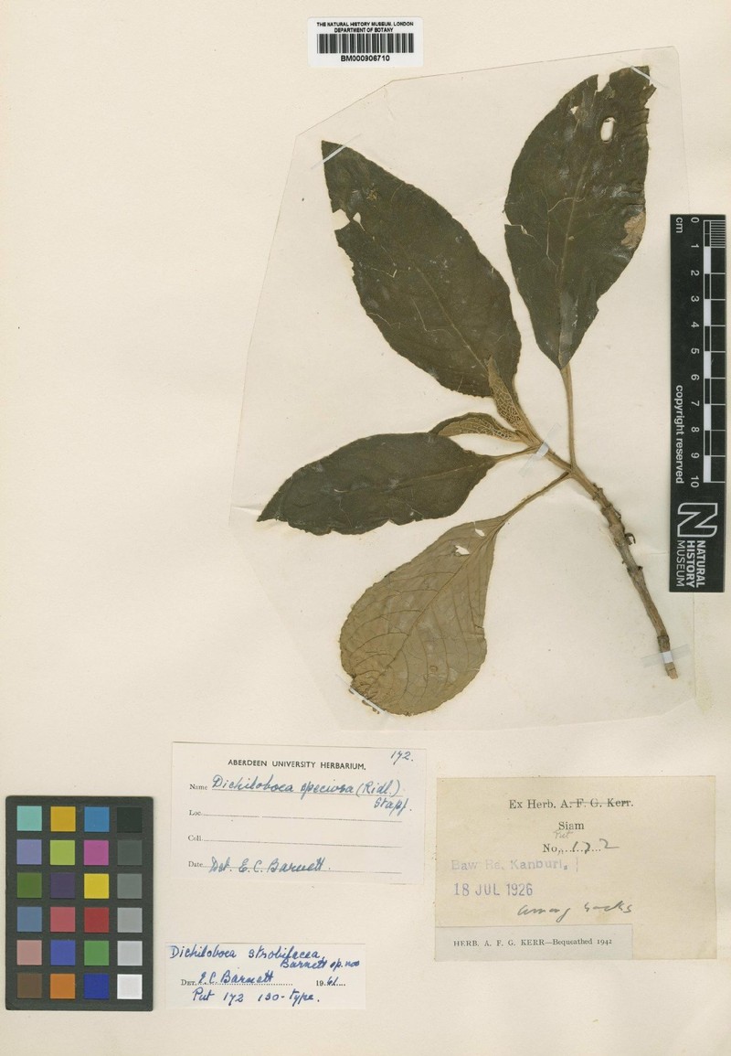Paraboea strobilacea photo 3