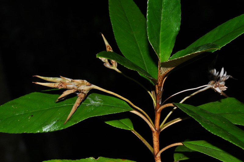 Paraboea subplana