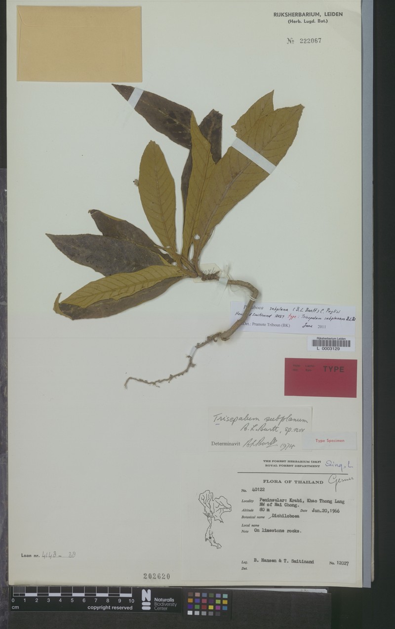 Paraboea subplana photo 2