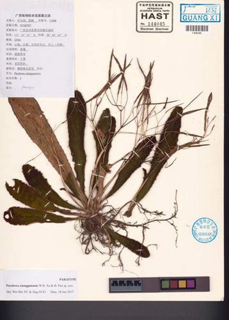 Paraboea xiangguiensis