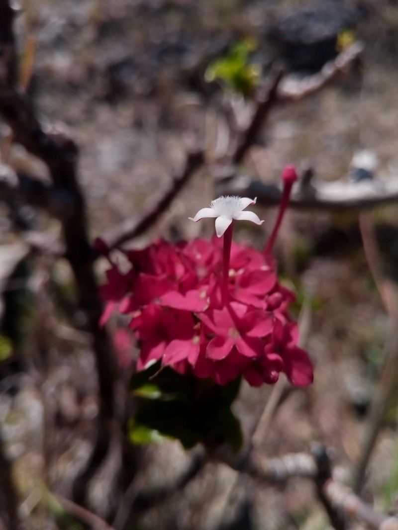 Paracarphalea angulata