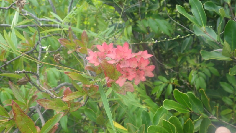 Paracarphalea angulata photo 2