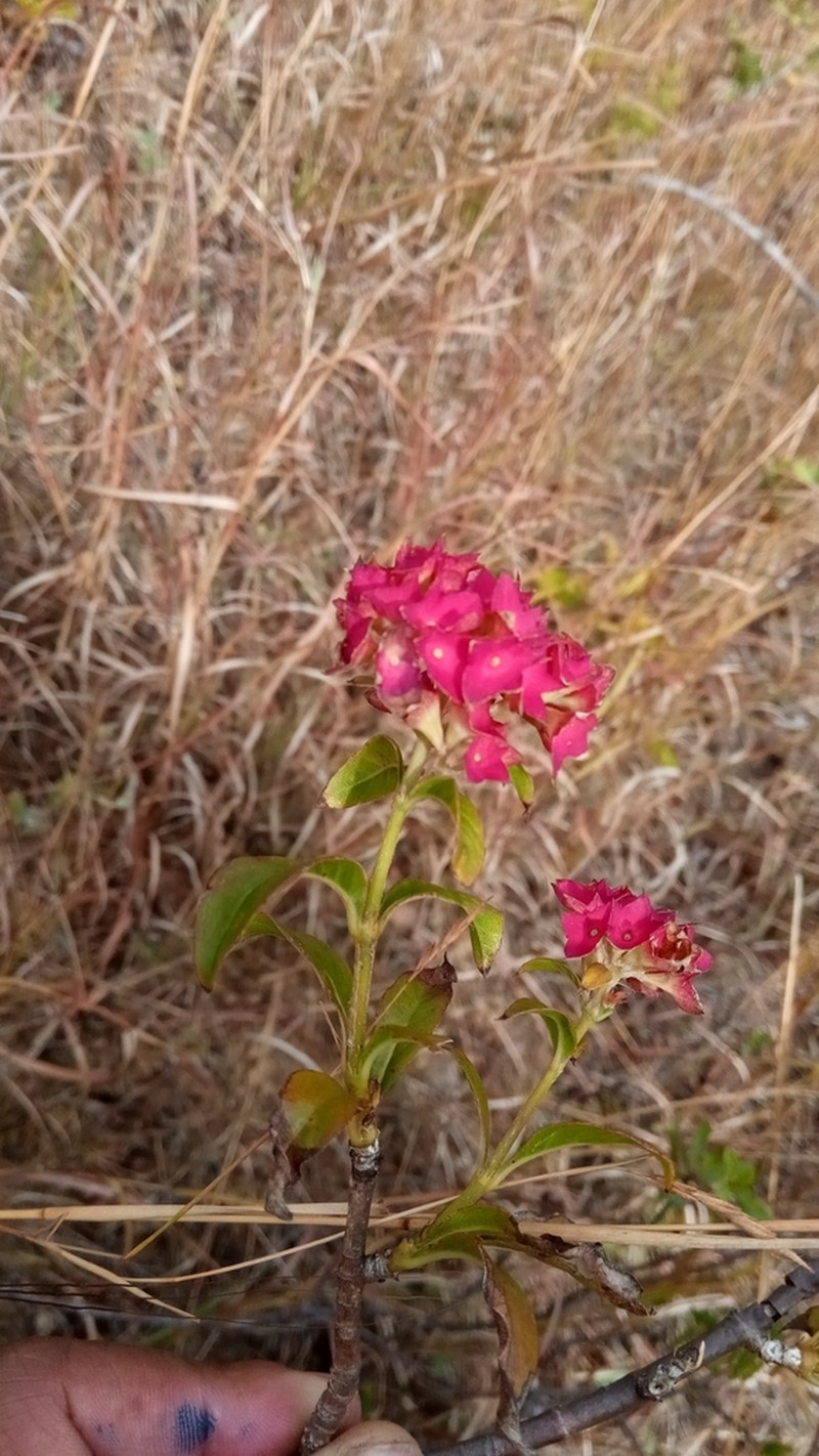 Paracarphalea angulata photo 3