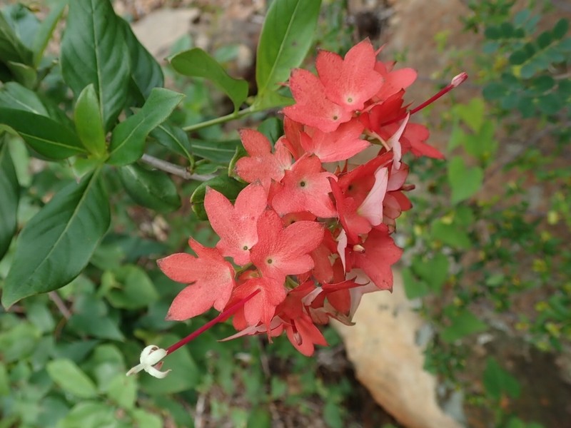 Paracarphalea angulata photo 4
