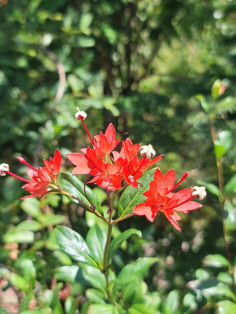 Paracarphalea angulata photo 5