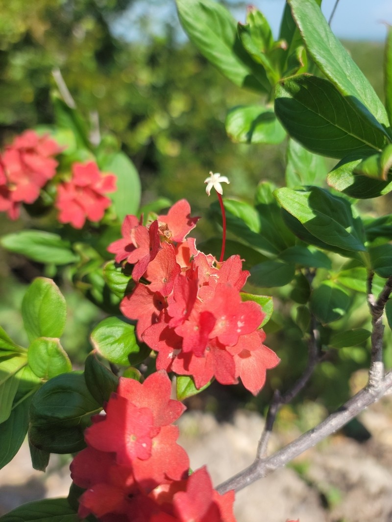 Paracarphalea angulata photo 8