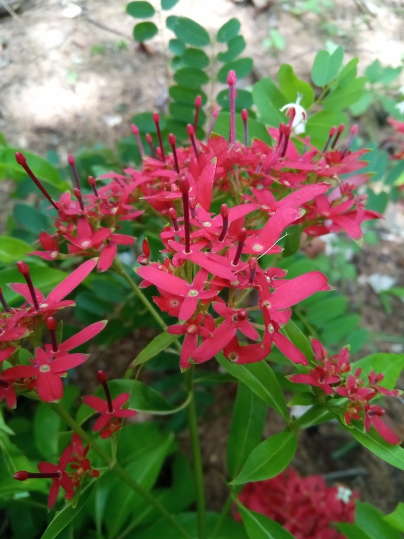 Paracarphalea kirondron photo 2