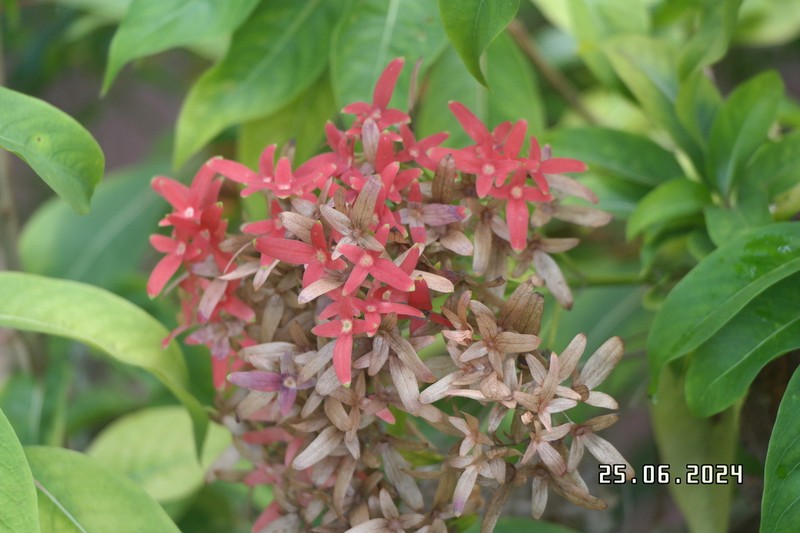 Paracarphalea kirondron photo 4