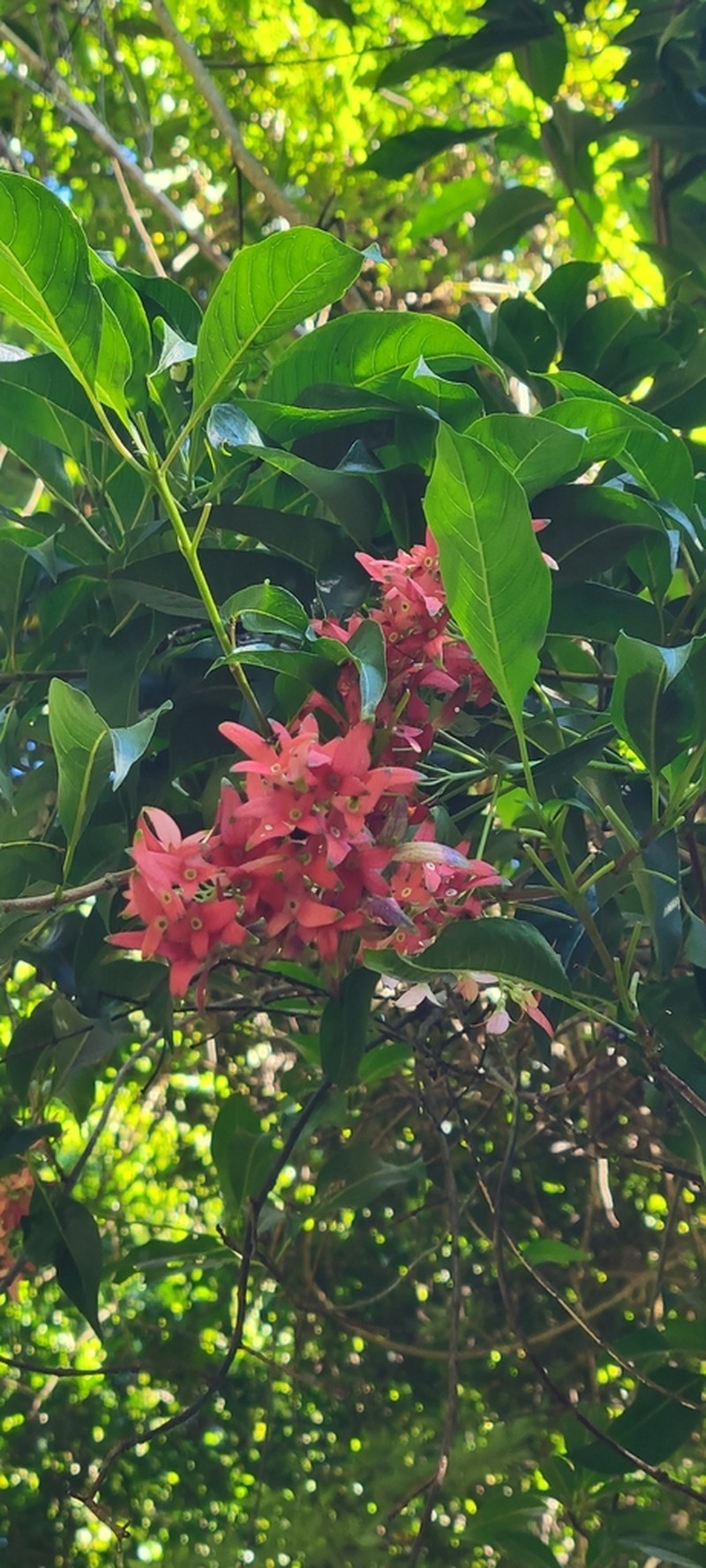 Paracarphalea kirondron photo 5