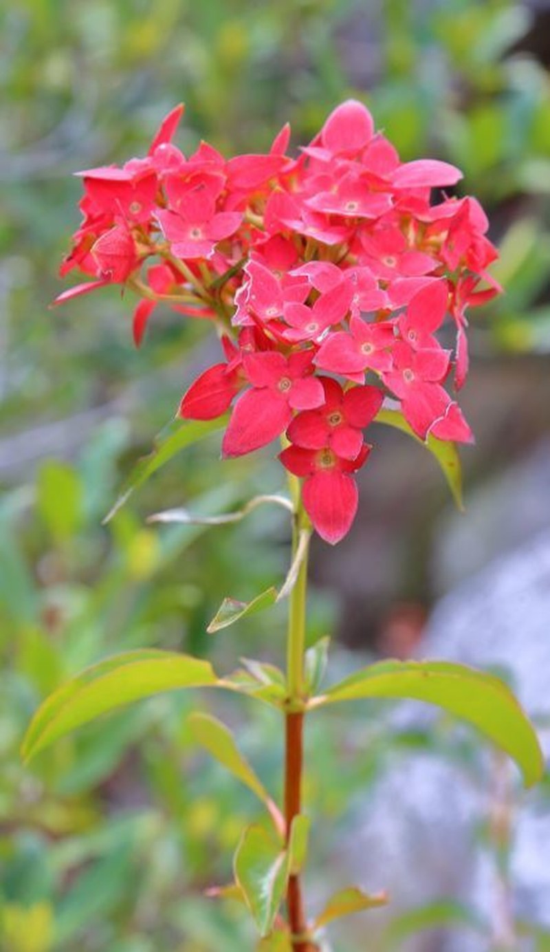 Paracarphalea kirondron photo 6