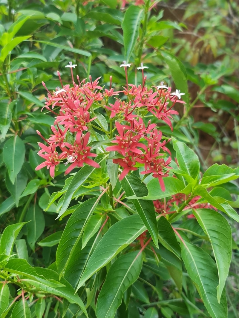 Paracarphalea kirondron photo 8