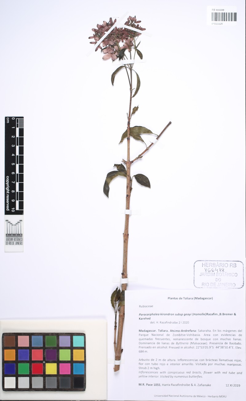 Paracarphalea kirondron subsp. geayi