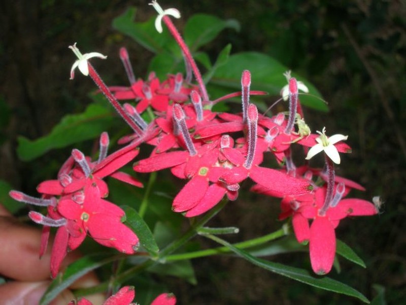 Paracarphalea kirondron subsp. geayi photo 2