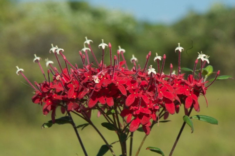 Paracarphalea pervilleana