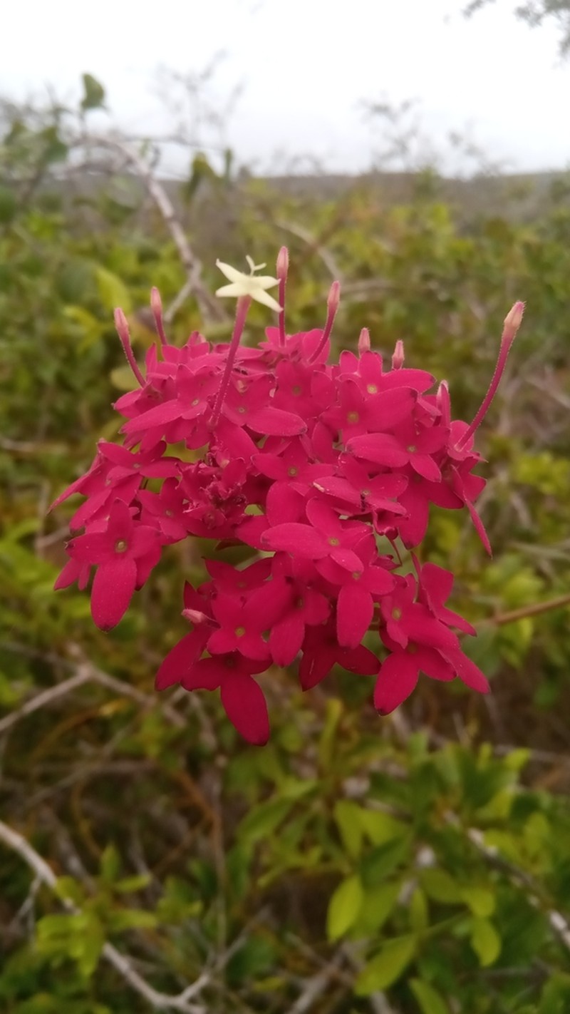 Paracarphalea pervilleana photo 2