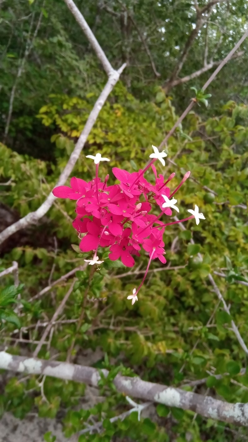 Paracarphalea pervilleana photo 3