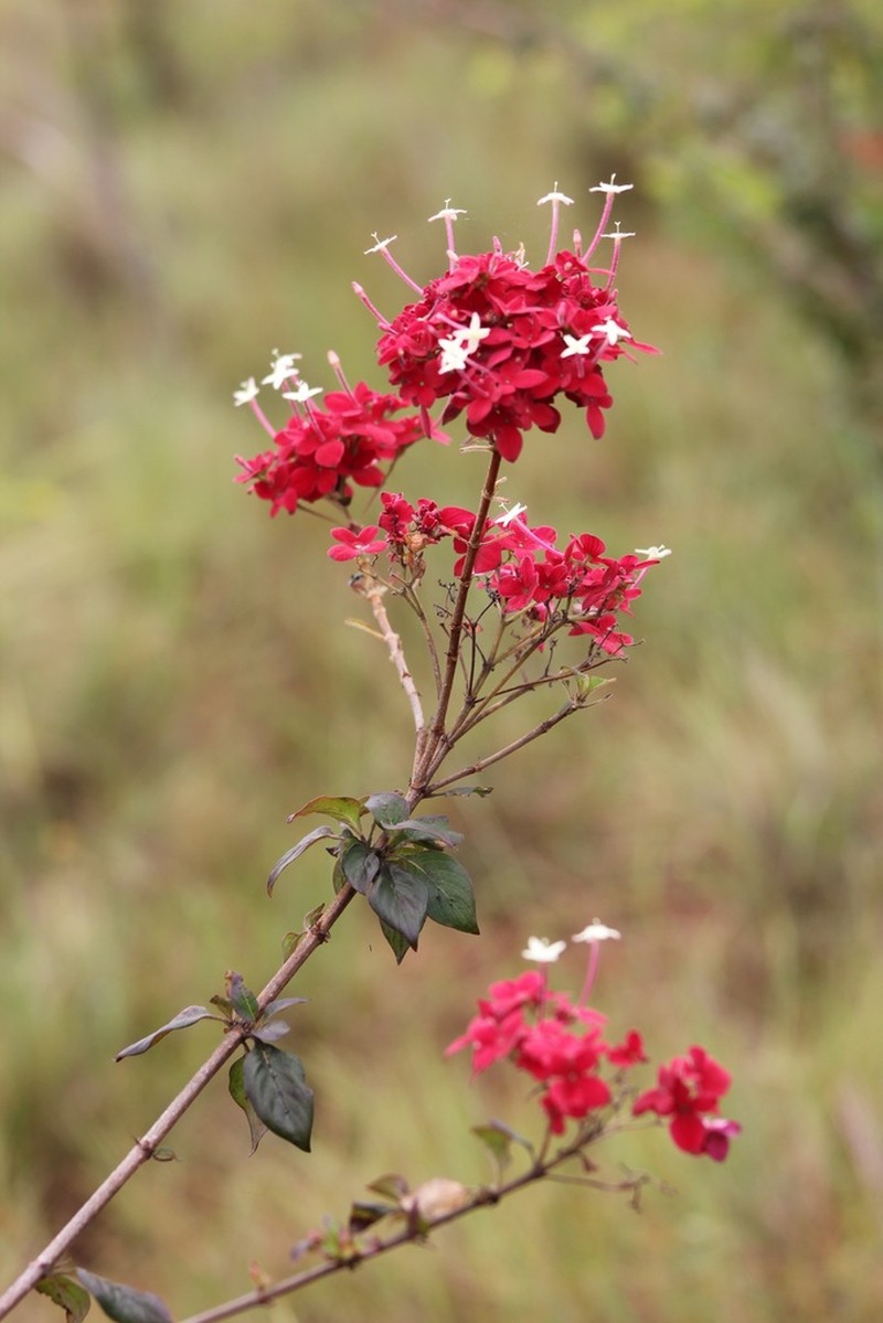 Paracarphalea pervilleana photo 5
